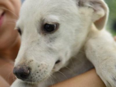 Kleiner Jimmy sollte nach Deutschland kommen …. und ist 3 Wochen vorher gestorben