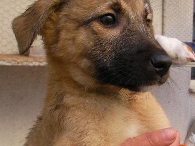 Bildhübsche Honey ist über die Regenbogenbrücke gegangen