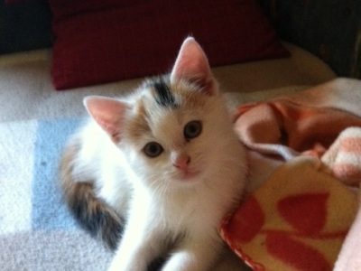 Bibi – im Tal des Regenbogens