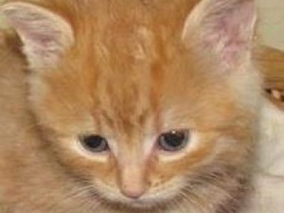 Kleiner Engel Julia ging über die Regenbogenbrücke