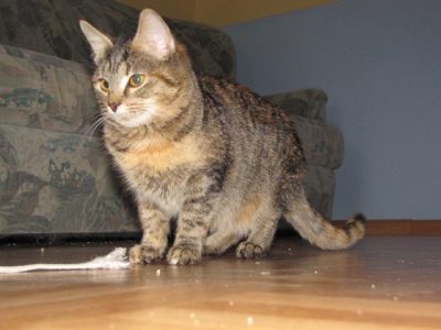 Luisa hat den Kampf verloren