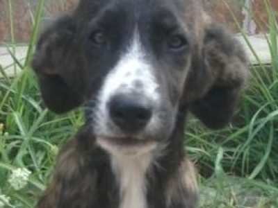 Liebe Brownie, du hast den Regenbogen überquert