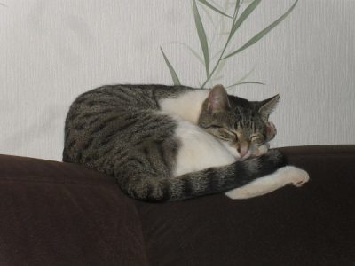 Luna ist ihrer Schwester Tara über die Regenbogenbrücke gefolgt.