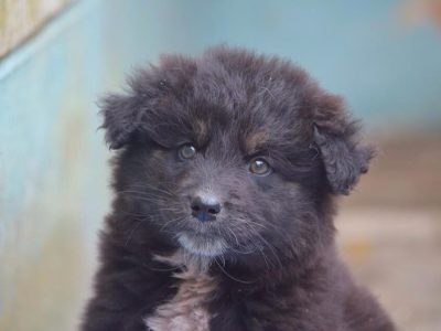 Süßer Carlo ist nun auf der Regenbogenbrücke