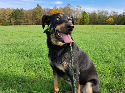 Sisko – auf Pflegestelle im Saarland – wartet auf SEINE Menschen