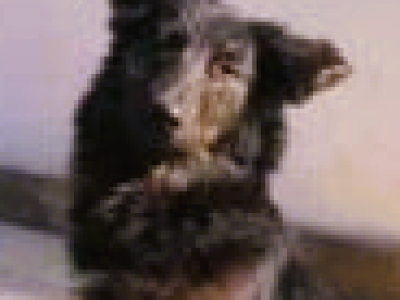 Lucky hatte es nie leicht, hat immer gegen die Krankheit gekämpft und am Ende doch verloren. Wir hätten ihm so sehr ein glückliches Leben in Deutschland gewünscht.