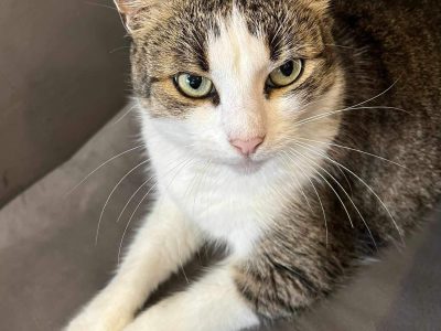 Joy hat ihr Zuhause verloren und sucht jetzt ein Zuhause für immer