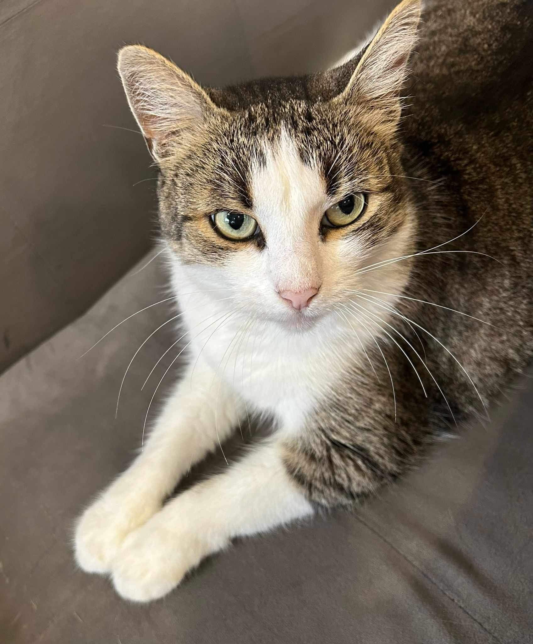 Joy hat ihr Zuhause verloren und sucht jetzt ein Zuhause für immer