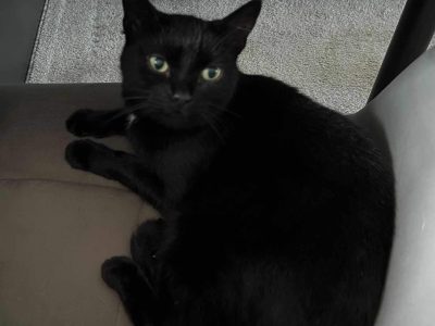 Baghira- Schmusetiger sucht ein neues Körbchen