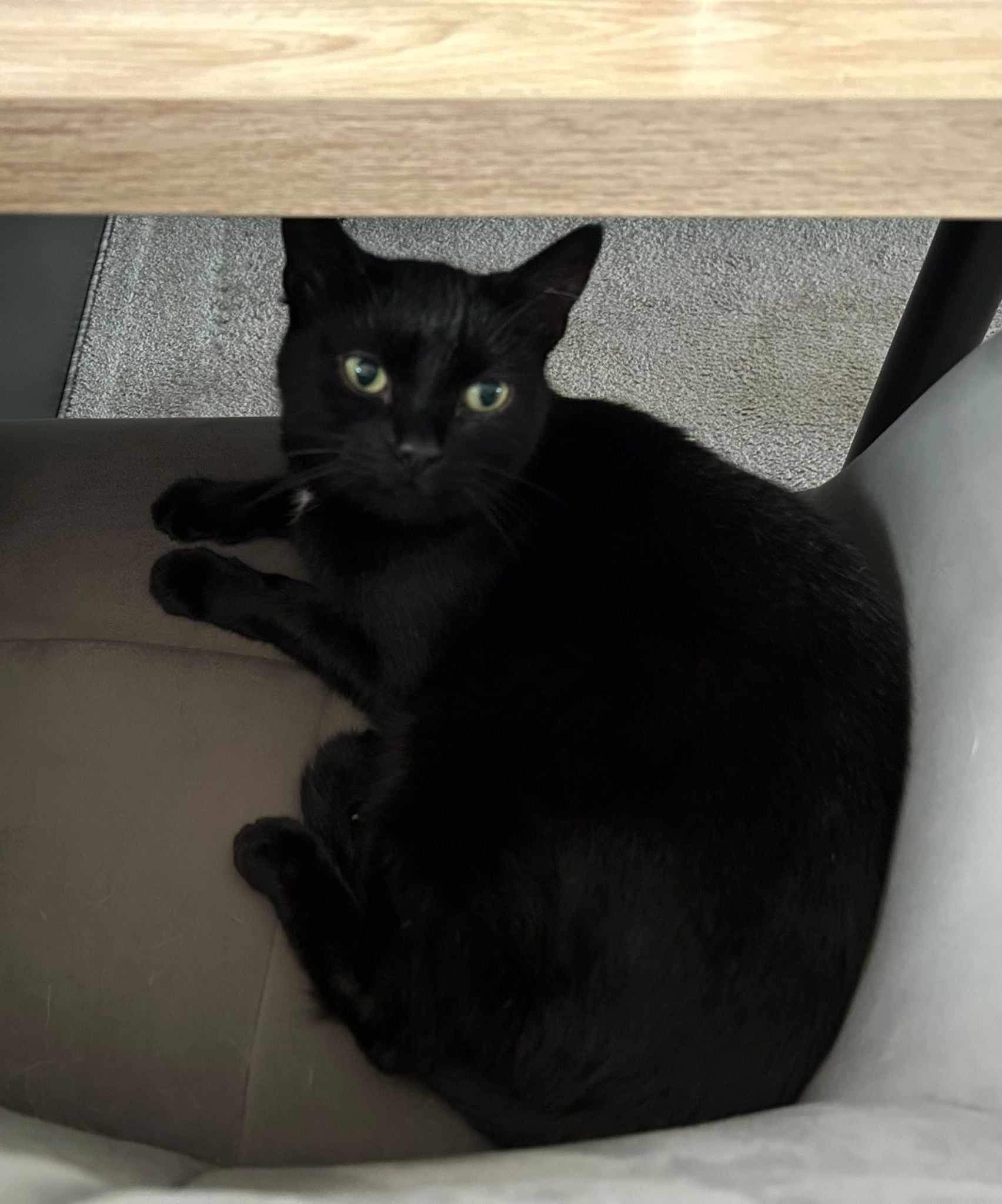 Baghira- Schmusetiger sucht ein neues Körbchen