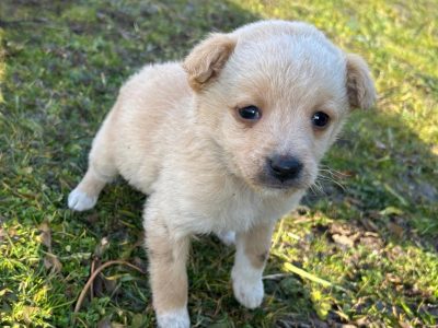 Kleine Romy musste viel zu früh gehen ?