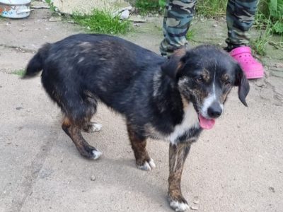 Kleine Hündin Dieda mit außergewöhnlicher Fellzeichnung sucht passende Menschen