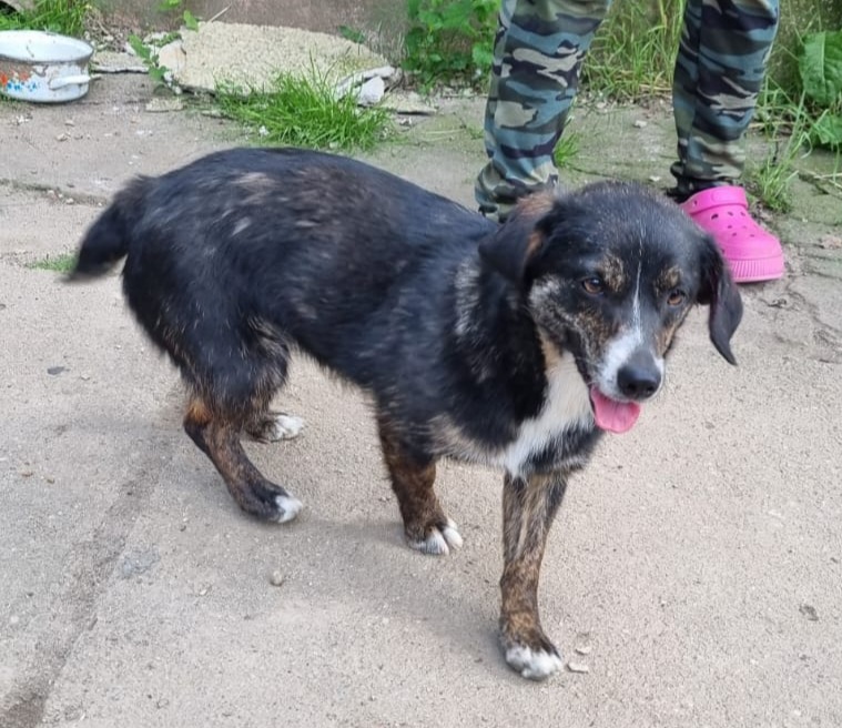 Kleine Hündin Dieda mit außergewöhnlicher Fellzeichnung sucht passende Menschen