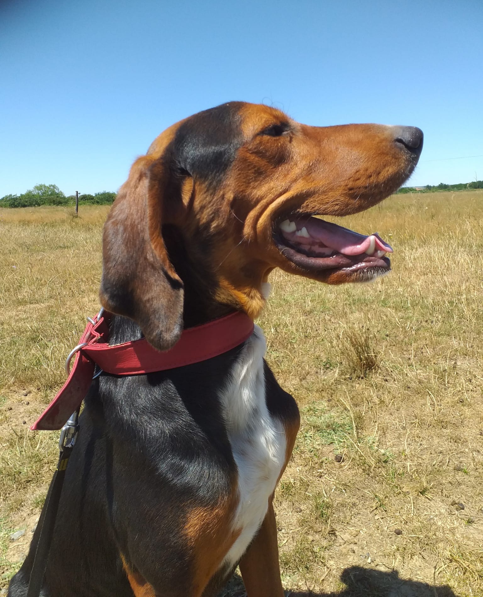 Schönheit Max sucht eine neue Familie