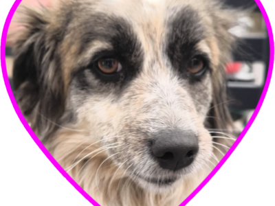 Kleine Emmi ist jetzt hinter dem Regenbogen