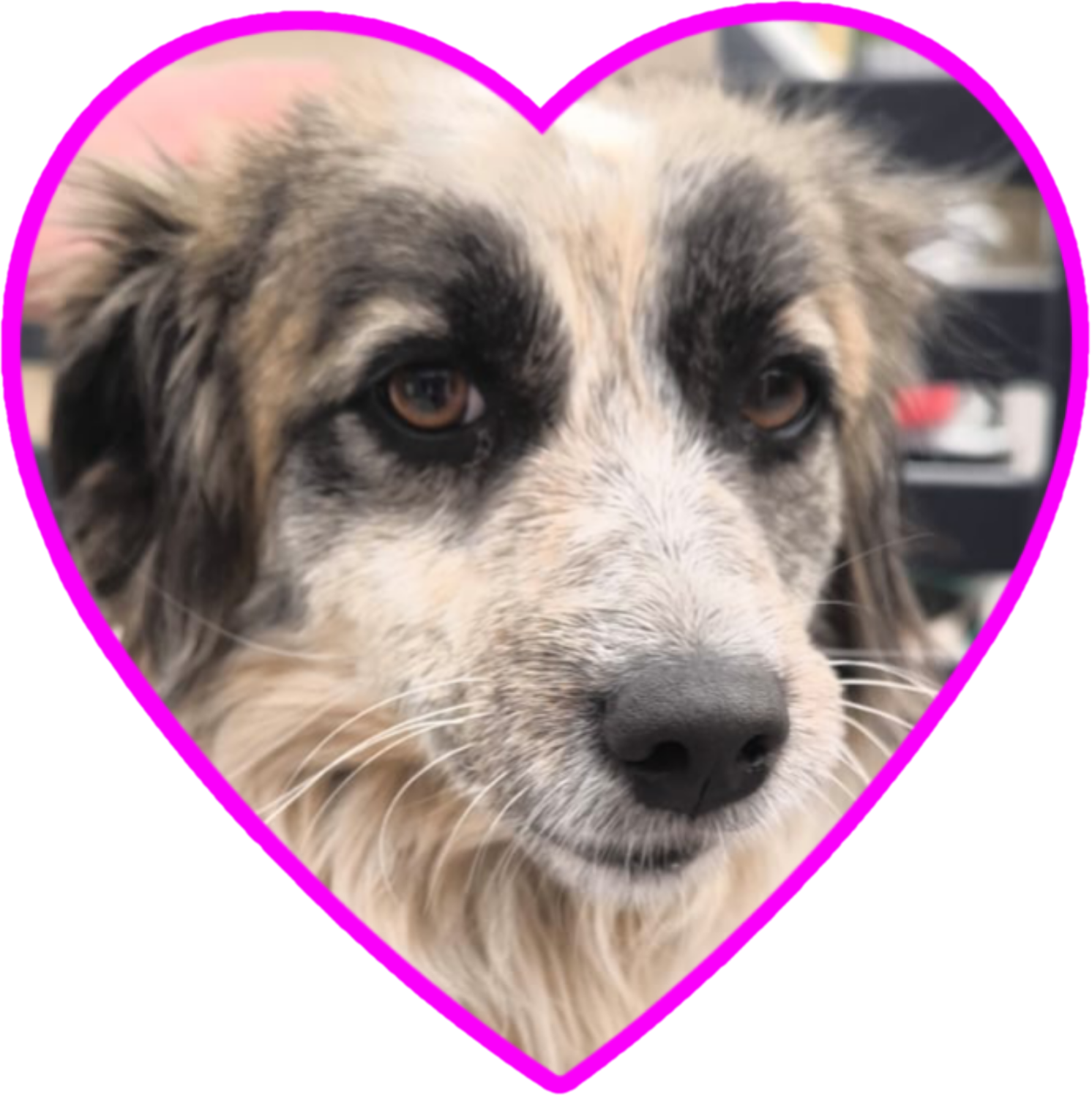 Kleine Emmi ist jetzt hinter dem Regenbogen