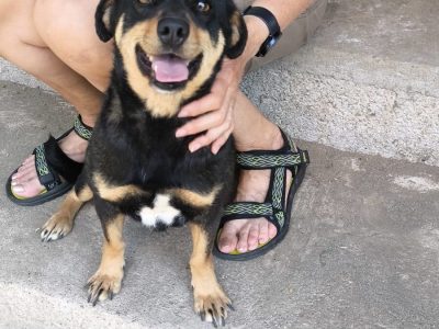 Lola – kleines Hundemädchen – komm gut über die Regenbogenbrücke