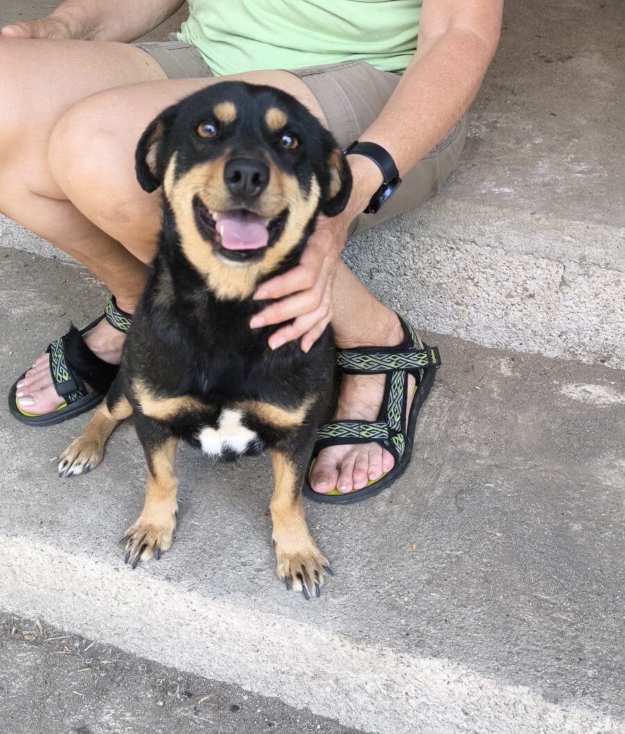 Lola – kleines Hundemädchen – komm gut über die Regenbogenbrücke