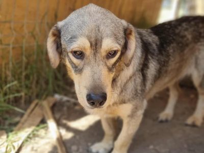 Gigi – kleiner Rohdiamant möchte kuscheln