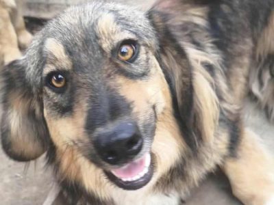 Felliger Koko – kleinbleibender Rüde sucht seine Familie