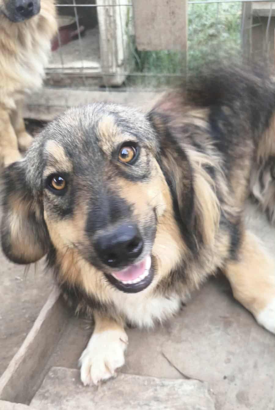 Felliger Koko – kleinbleibender Rüde sucht seine Familie