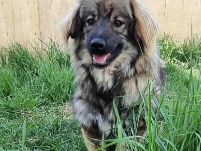 Kiki – langhaariger, kleiner, aber kompakter Hundemann sucht ein Zuhause