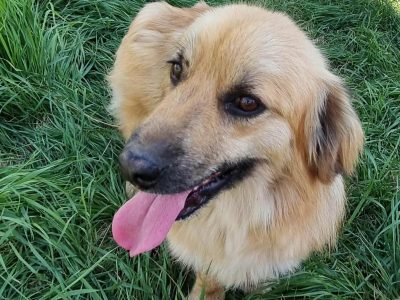 Wolliger, kleinbleibender Keno – kompakter Junghund sucht Körbchen