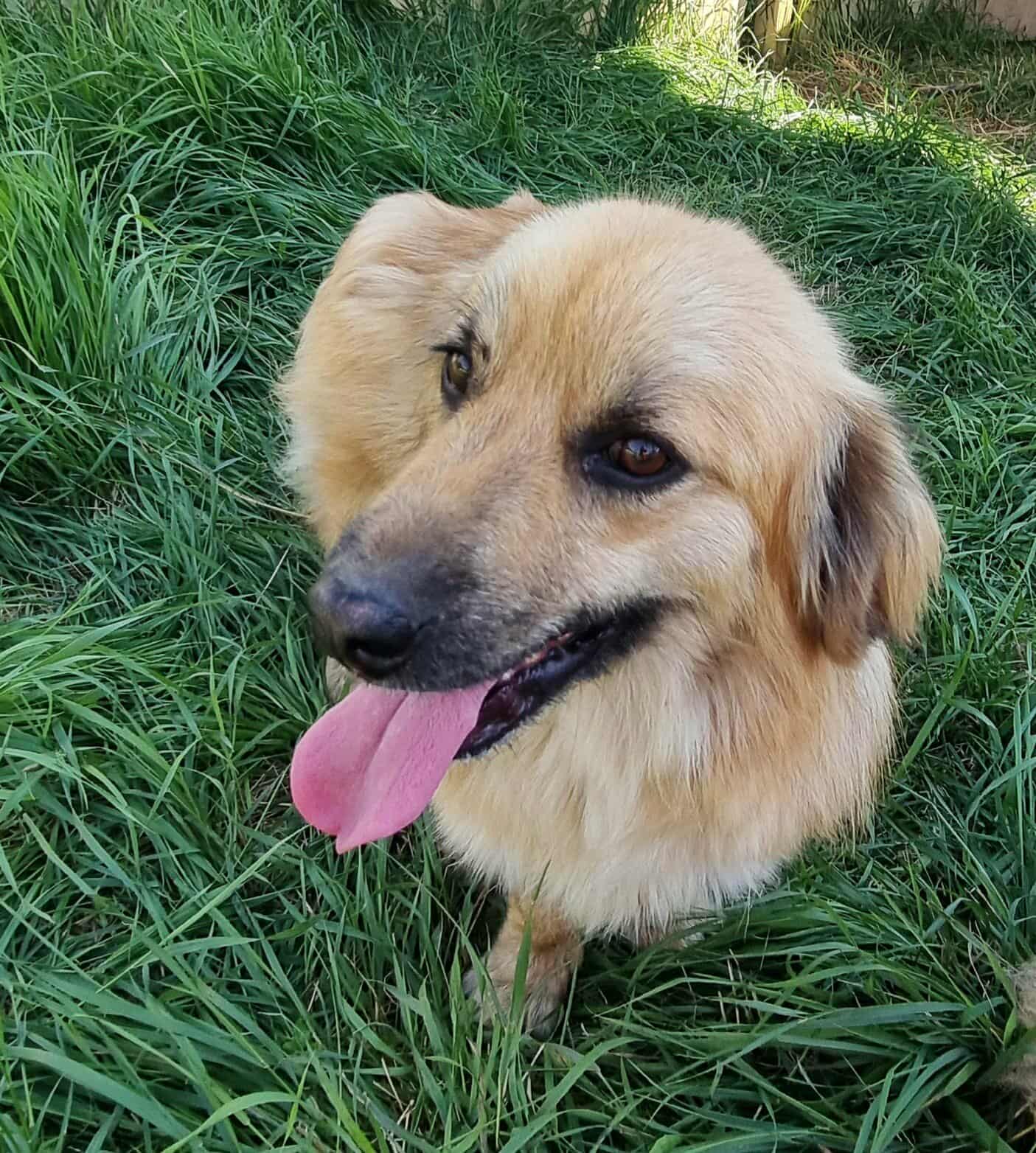 Wolliger, kleinbleibender Keno – kompakter Junghund sucht Körbchen