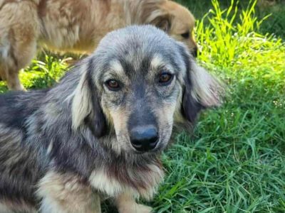 Flauschiger, kompakter, kleinbleibender Kent sucht Menschen, die ihn lieben