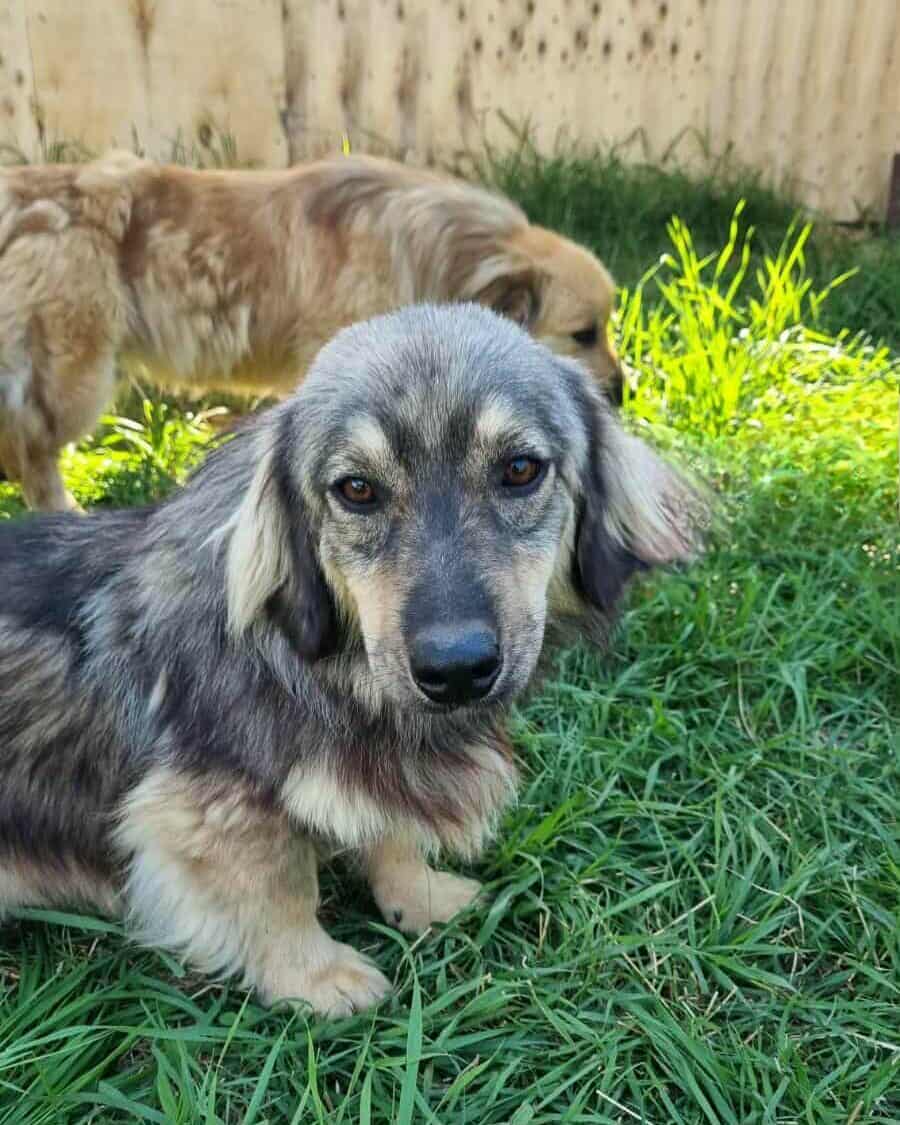 Flauschiger, kompakter, kleinbleibender Kent sucht Menschen, die ihn lieben