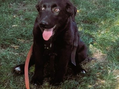 Neugieriger, aufmerksamer Juno sucht Wirkungskreis :)