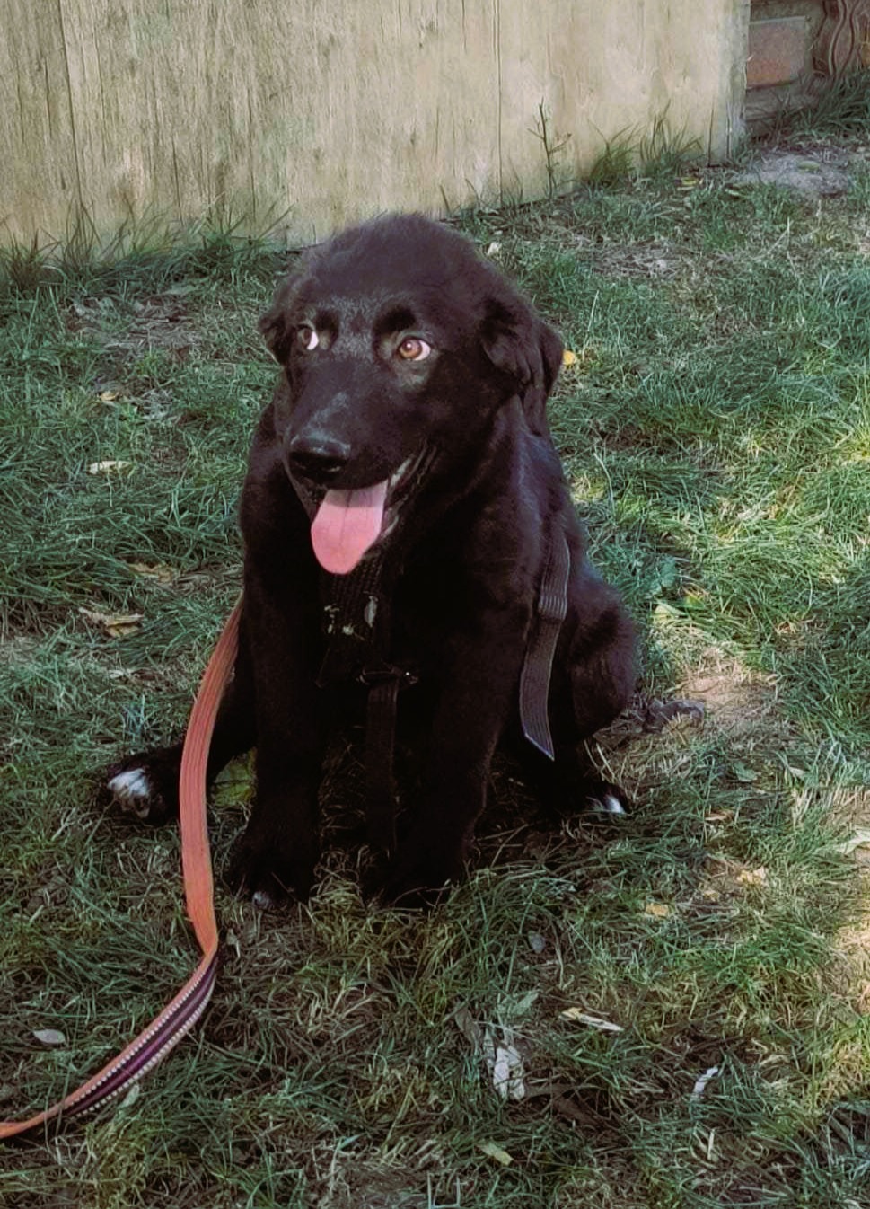 Neugieriger, aufmerksamer Juno sucht Wirkungskreis :)