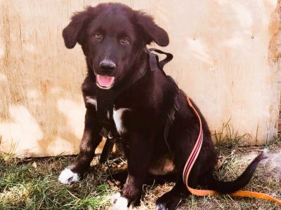 Menschen bezogener Joshi sucht Menschen, die ihn lieben