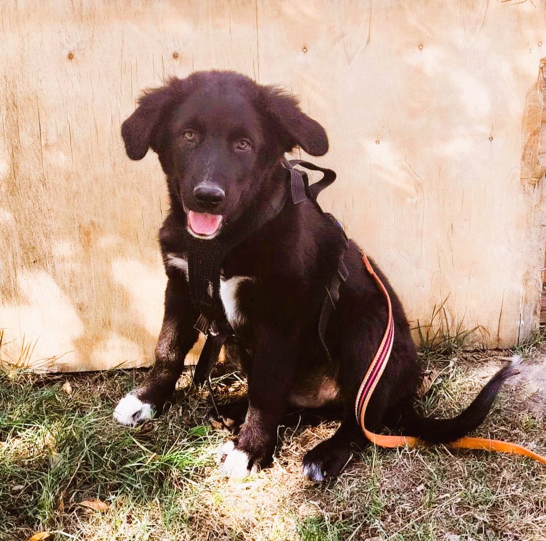 Menschen bezogener Joshi sucht Menschen, die ihn lieben