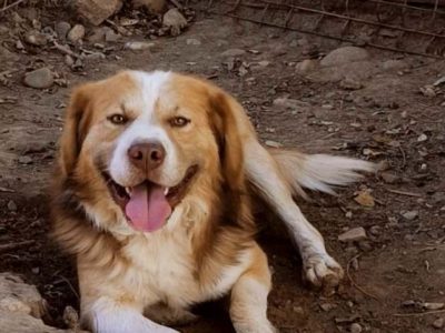 Lenny – gelassen und entspannt – mit einem Herz aus Gold auf Pflegestelle im Saarland  – sucht Familienanschluss