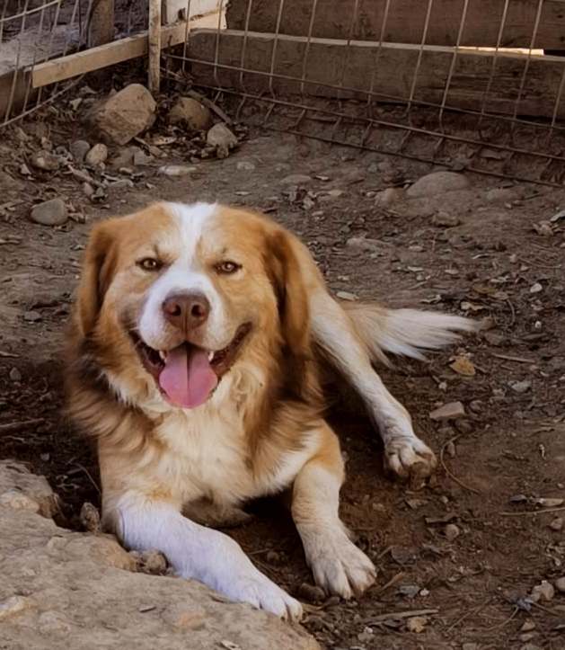 Lenny – gelassen und entspannt – mit einem Herz aus Gold auf Pflegestelle im Saarland  – sucht Familienanschluss