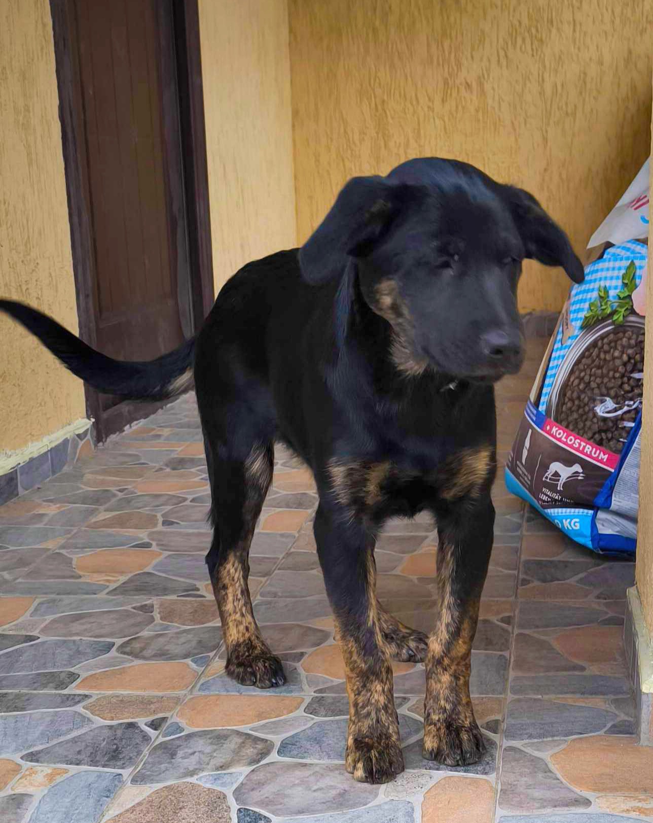 Matilda – fröhliches schwarzbraunes Hundemädchen sucht ihr Traumzuhause