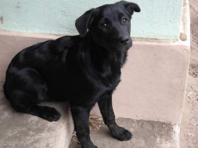 Junghundemädchen Mila – Black is beautiful