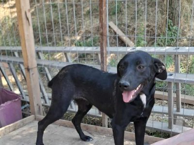 Schwarze Schönheit Hitomi möchte ihr Zuhause finden