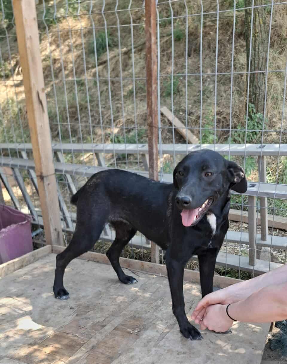 Schwarze Schönheit Hitomi möchte ihr Zuhause finden