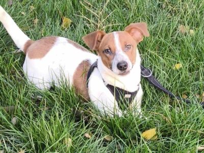 Verschmuster Nico – auf Pflegestelle im Saarland  -sucht sein Für-immer Zuhause