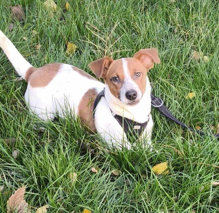 Verschmuster Nico – auf Pflegestelle im Saarland  -sucht sein Für-immer Zuhause