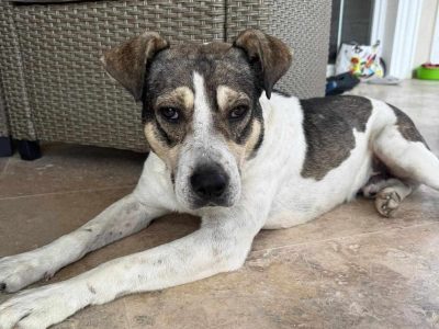 Lieber, treuer Milan liebt Menschen und Katzen