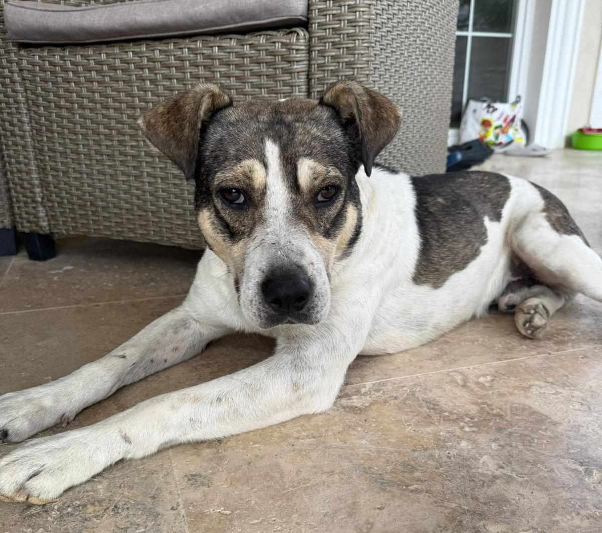 Lieber, treuer Milan liebt Menschen und Katzen