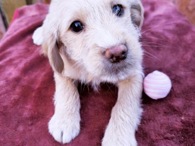Rolf – kleiner fluffiger Entdecker sucht große Liebe