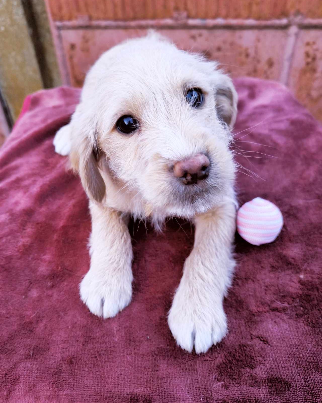 Rolf – kleiner fluffiger Entdecker sucht große Liebe