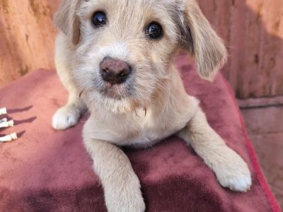 Kleiner Herzensbrecher Rio sucht seine Familie fürs Leben