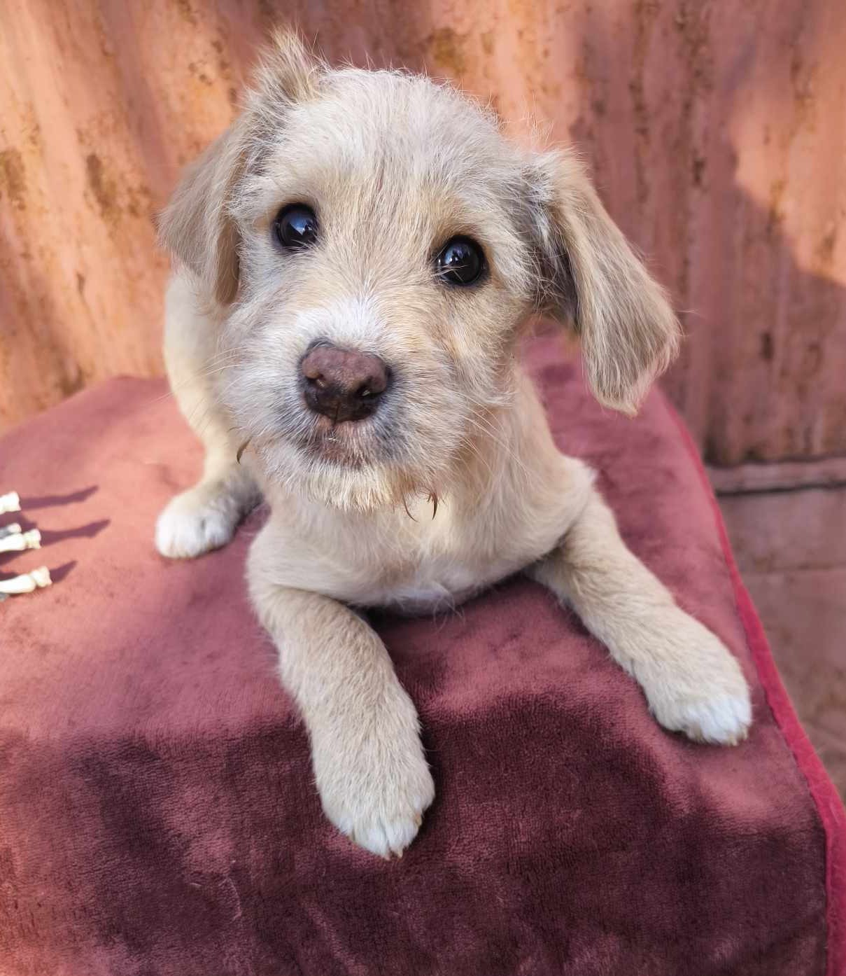 Kleiner Herzensbrecher Rio sucht seine Familie fürs Leben