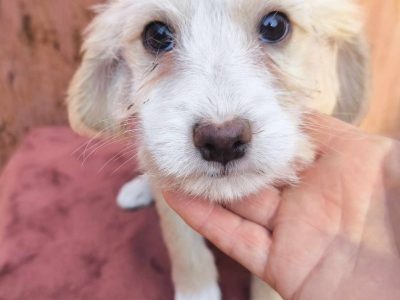 Rubi – kleines Herz auf vier Pfoten sucht ihr Glück