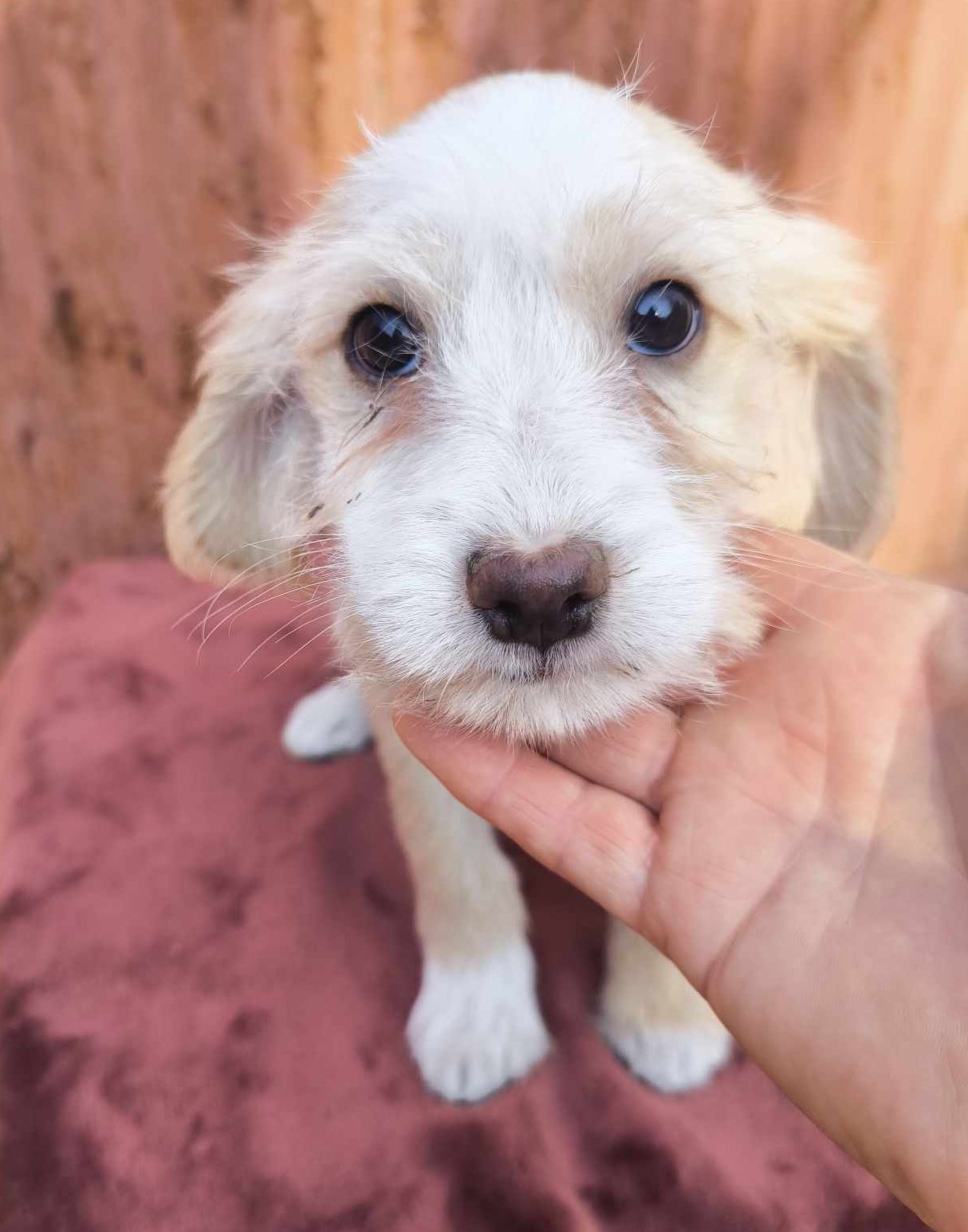 Rubi – kleines Herz auf vier Pfoten sucht ihr Glück